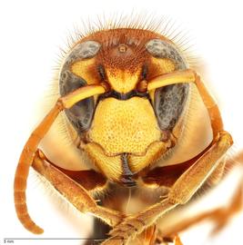   Vespa crabro , anterior view; photo by Hanna Royals, USDA APHIS PPQ ITP 
