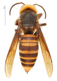   Vespa mandarinia  queen, dorsal view; photo by Hanna Royals, USDA APHIS PPQ ITP 
