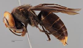   Vespa mandarinia  quot; magnifica ,quot; lateral view; photo by Brennen Dyer, UC Davis. 
