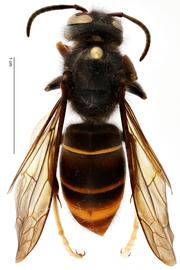   Vespa velutina  formnbsp;quot; nigrithorax ,quot;nbsp;dorsal view; photo by Todd Gilligan, USDA APHIS PPQ ITP 
