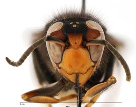   Vespa velutinanbsp; formnbsp;quot; nigrithorax ,quot; anterior view; photo by Todd Gilligan, USDA APHIS PPQ ITP 
