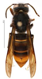   Vespa velutinanbsp; formnbsp;quot; nigrithorax ,quot; dorsal view; photo by Todd Gilligan, USDA APHIS PPQ ITP 
