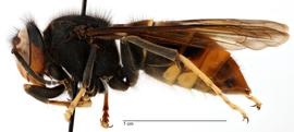   Vespa velutinanbsp; formnbsp;quot; nigrithorax ,quot; lateral view; photo by Todd Gilligan, USDA APHIS PPQ ITP 
