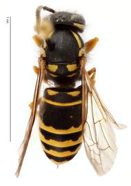   Vespula acadica , dorsal view; photo by Todd Gilligan, USDA APHIS PPQ ITP 
