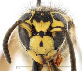   Vespula pensylvanica , anterior view; photo by Todd Gilligan, USDA APHIS PPQ ITP 
