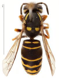   Vespula vidua , dorsal view; photo by Todd Gilligan, USDA APHIS PPQ ITP 
