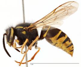   Vespula vidua , lateral view; photo by Todd Gilligan, USDA APHIS PPQ ITP 
