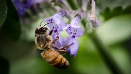   Apis mellifera ; photo by USDA, Flickr 
