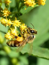   Apis mellifera ; photo by U.S. Fish and Wildlife Service, Flickr 
