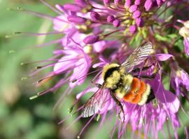   Bombus huntii ; photo by U.S. Fish and Wildlife Service, Flickr 
