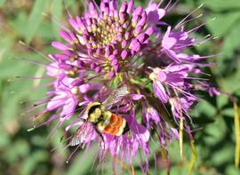   Bombus huntii ; photo by U.S. Fish and Wildlife Service, Flickr 
