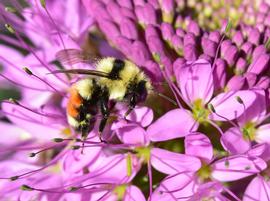   Bombus huntii ; photo by U.S. Fish and Wildlife Service, Flickr 
