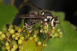   Dolichovespula maculata ; photo by Judy Gallagher, Flickr 
