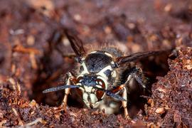   Dolichovespula maculata ; photo by Dann Thombs, Flickr 
