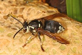   Dolichovespula maculata ; photo by Judy Gallagher, Flickr 
