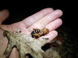  Jerusalem cricket; photo by Jon Cox, Flickr 
