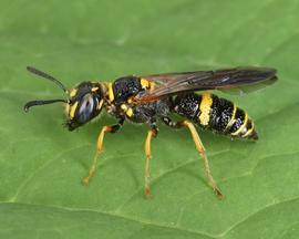   Philanthus gibbosus ; photo by Christina Butler, Flickr 
