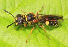   Philanthus gibbosus ; photo by Judy Gallagher, Flickr 
