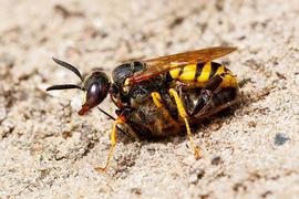   Philanthus  sp.; photo by Charlie Jackson, Flickr 
