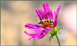  Scolidae sp.; photo by tdlucas5000, Flickr 
