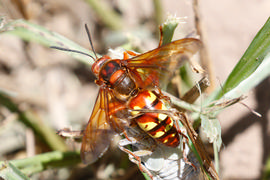   Sphecius convallis ; photo by Donna Pomeroy, iNaturalist 
