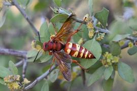   Sphecius grandis ; photo by Todd Fitzgerald, iNaturalist 
