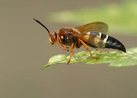   Sphecius speciosus ; photo by cotinis, Flickr 
