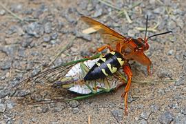   Sphecius speciosus ; photo by Judy Gallagher, Flickr 
