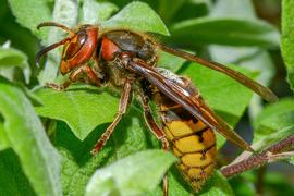   Vespa crabro ; photo by Juuml;rgen Mangelsdorf, Flickr 
