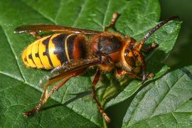   Vespa crabro ; photo by Juuml;rgen Mangelsdorf, Flickr 
