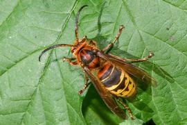   Vespa crabro ; photo by Juuml;rgen Mangelsdorf, Flickr 
