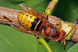   Vespa crabro ; photo by Juuml;rgen Mangelsdorf, Flickr 
