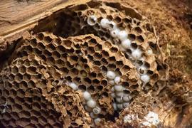   Vespa mandarinia  combs from the Washington nest; photo by Washington State Department of Agriculture 
