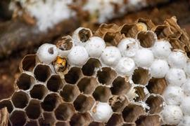   Vespa mandarinia  combs from the Washington nest; photo by Washington State Department of Agriculture 
