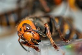   Vespa mandarinia  live in the Washington nest; photo by Washington State Department of Agriculture 
