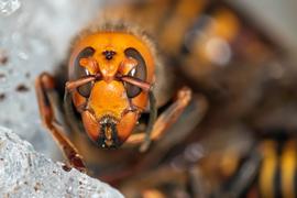   Vespa mandarinia  live in the Washington nest; photo by Washington State Department of Agriculture 
