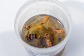   Vespa mandarinia  dead workers floating in a trap; photo by Washington State Department of Agriculture 
