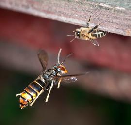   Vespa velutina ; photo by Daniel Solabarrieta; Flickr 
