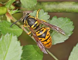   Vespula maculifrons ; photo by Judy Gallagher; Flickr 
