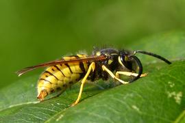   Vespula vulgaris ; photo by Tom Grant; Flickr 
