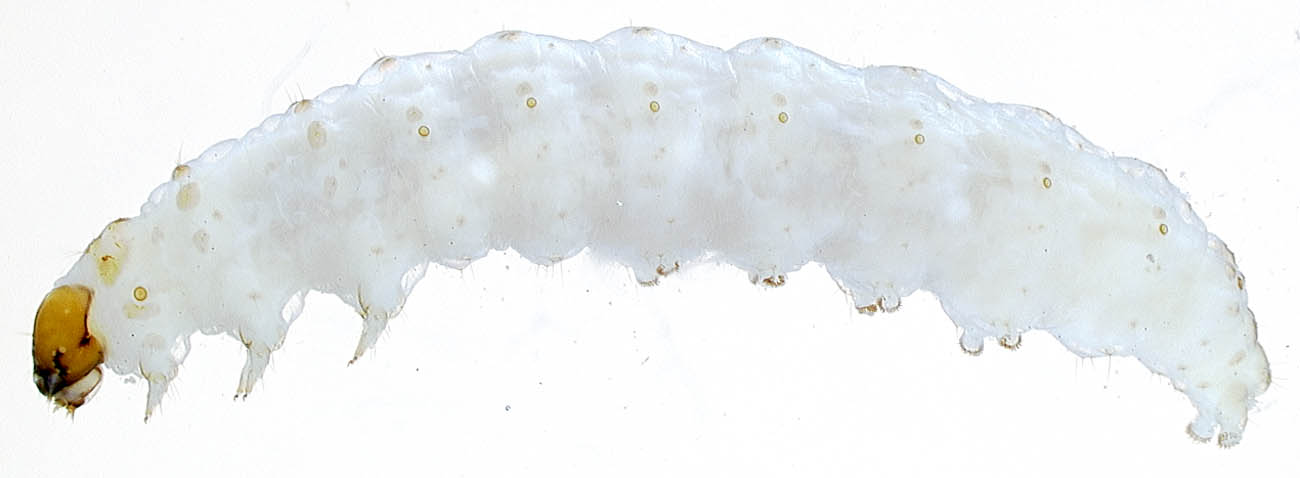  
	Lateral habitus of  Leucinodes orbonalis  from Philippine Islands (FSCA). 

