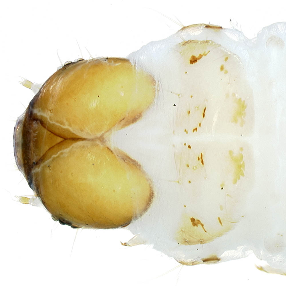  Head and prothoracic shield of  Leucinodes orbonalis  from Philippine Islands (FSCA). 