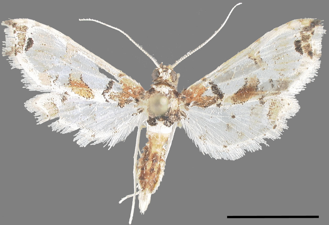   Neoleucinodes prophetica  male habitus. Scale = 5 mm. 