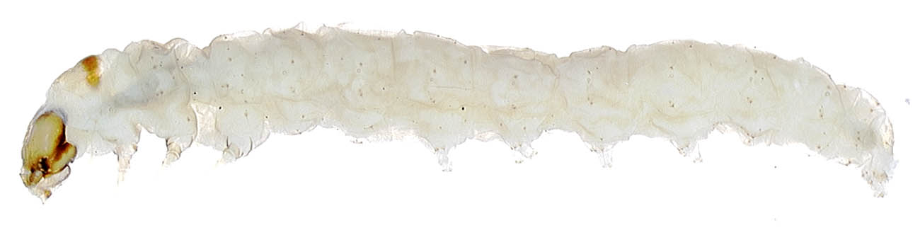  Larva of  Tuta absoluta . (Spain; Hasbrouck Insect Collection). 