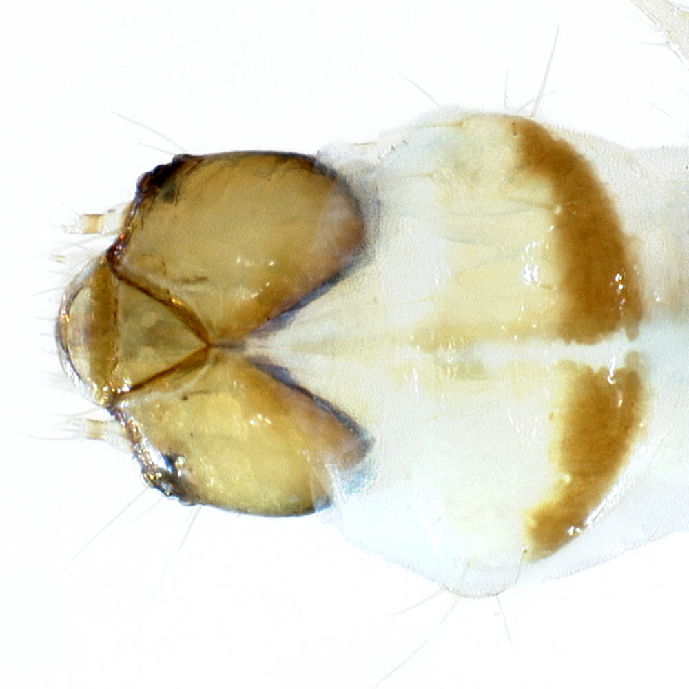  Head and prothoracic shield of  Tuta absoluta . (Spain; Hasbrouck Insect Collection). 