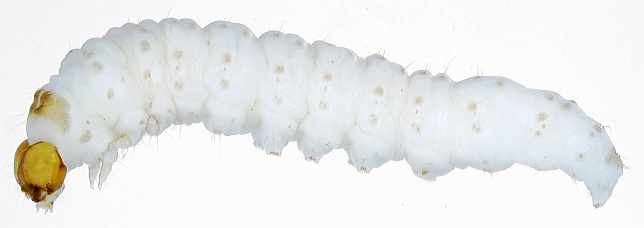  Larva of  Tecia solanivora . (Colombia; Hasbrouck Insect Collection). 