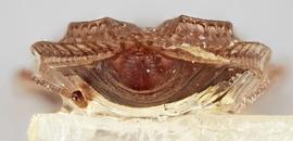   Acalypta parvula  male, caudal view; photo: Paul Langlois, USDA APHIS PPQ ITP Node, bugwood.org 
