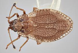   Acalypta parvula  male, dorsal view; photo: Paul Langlois, USDA APHIS PPQ ITP Node, bugwood.org 
