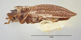   Acalypta parvula  male, lateral view; photo: Paul Langlois, USDA APHIS PPQ ITP Node, bugwood.org 
