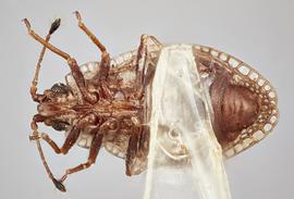   Acalypta parvula  male, ventral view; photo: Paul Langlois, USDA APHIS PPQ ITP Node, bugwood.org 
